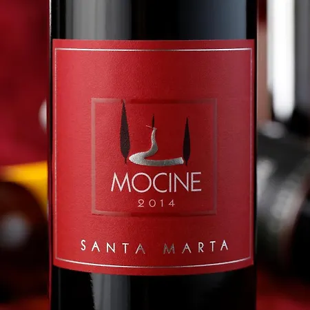 Mocine Asciano